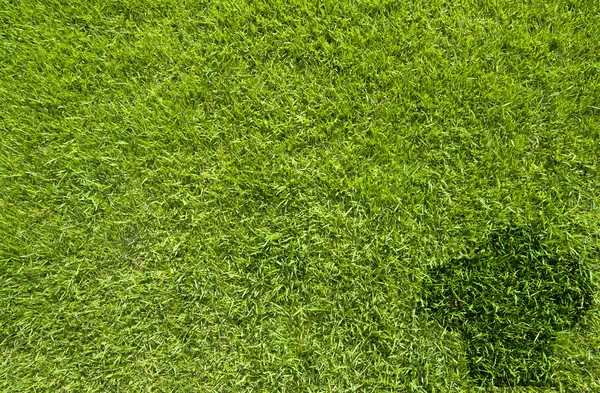 Cook icon on green grass texture and background — Stock Photo, Image