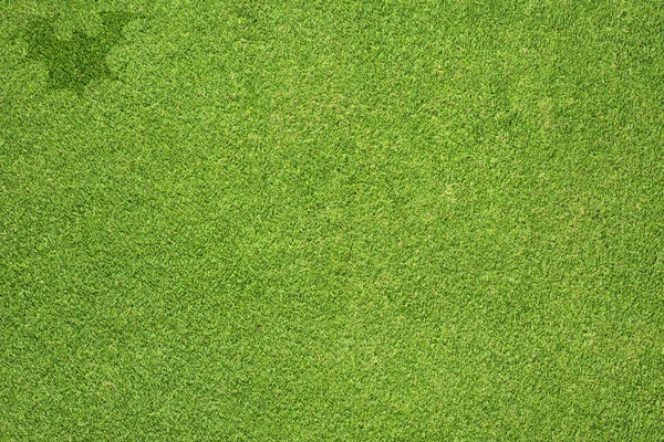 Halloween летучая мышь на зеленой траве текстуры и фона — стоковое фото