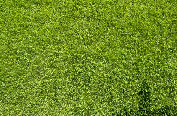 Город на зеленой траве текстуры и фона Стоковое Фото