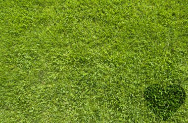 kalp simgesi yeşil çim doku ve arka plan