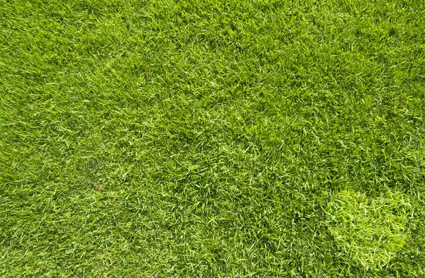 Значок сердца на зеленой текстуре травы и фоне Стоковое Фото