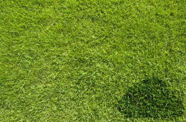 yeşil çim dokusu ve arka plan bulut simgesini