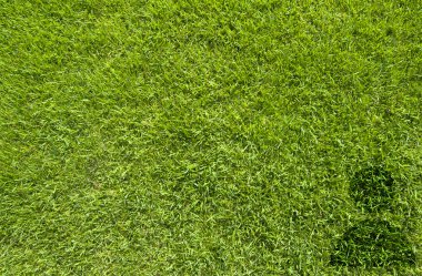 adam simgesi yeşil çim doku ve arka plan