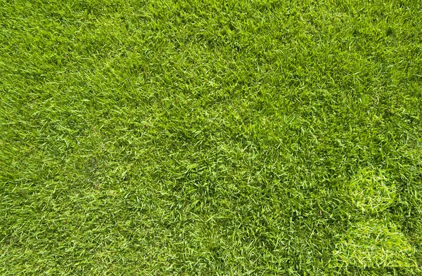 Иконка человека на зеленой текстуре травы и фоне Лицензионные Стоковые Фото