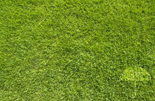 Ícone de guarda-chuva na textura de grama verde e fundo — Fotografia de Stock