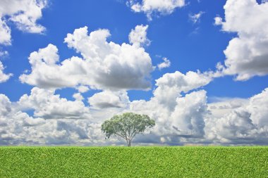 One tree and green grass background