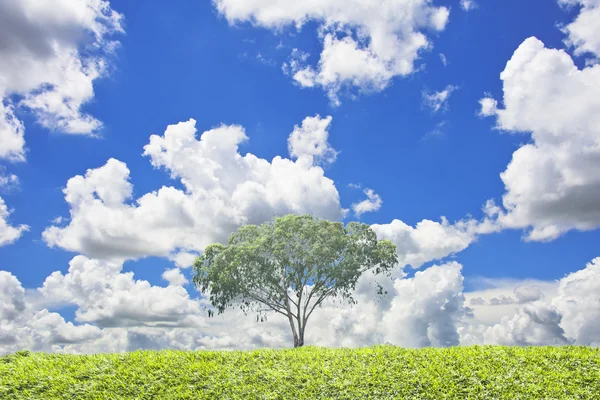 한 나무와 푸른 잔디 배경 — 스톡 사진