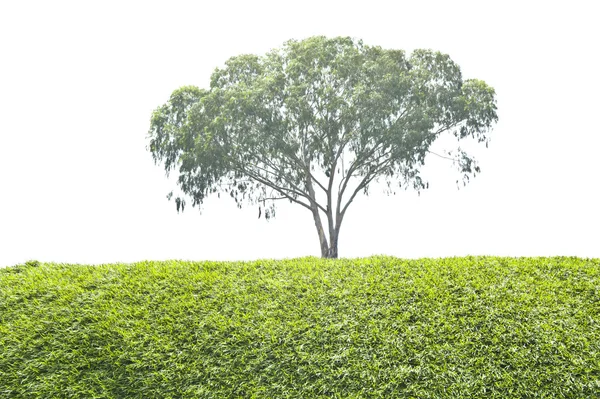 One tree and green grass background — Stockfoto