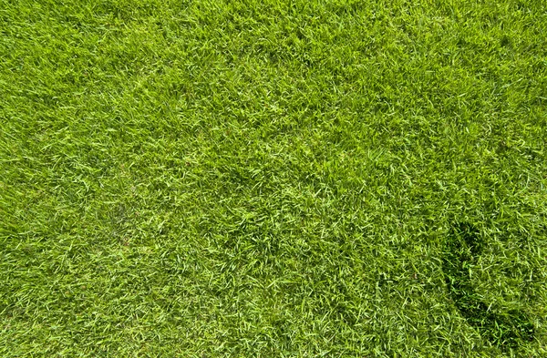 Phone icon on green grass texture and background — Stock Photo, Image