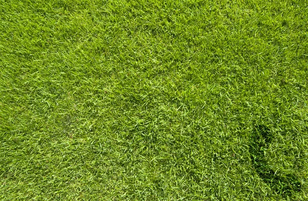 Phone icon on green grass texture and background Royalty Free Stock Photos