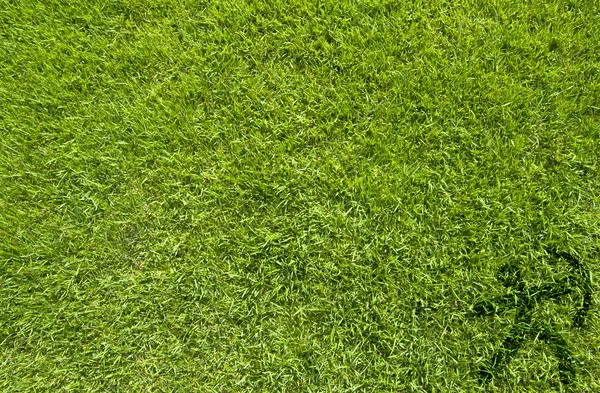 Spor archer yeşil çim dokusu ve arka plan üzerinde — Stok fotoğraf
