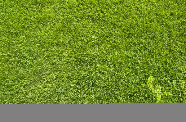 Sport basketball on green grass texture and background — Stock Photo, Image