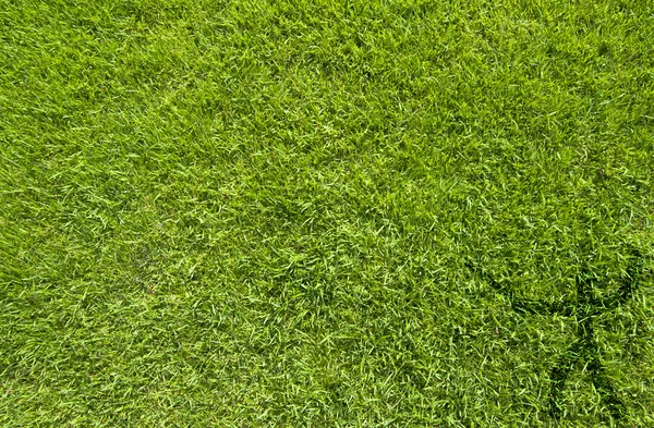 Sport staket på grönt gräs textur och bakgrund — Stockfoto
