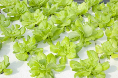 hydroponic sebze çiftliği