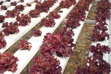 hydroponic sebze çiftliği