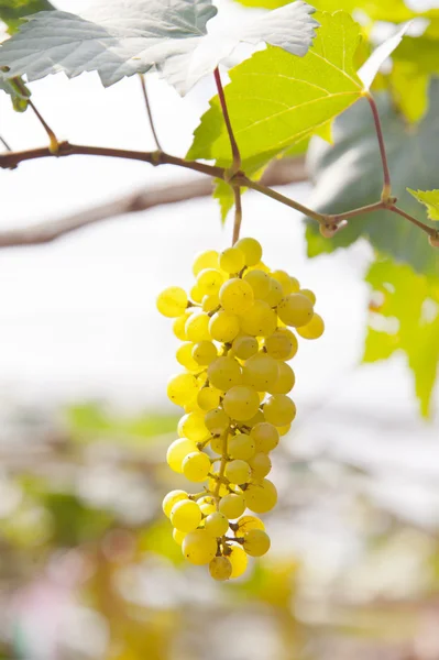 Uvas en vid en viñedo —  Fotos de Stock