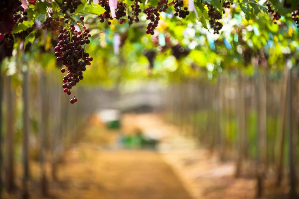 Uvas en vid en viñedo — Foto de Stock