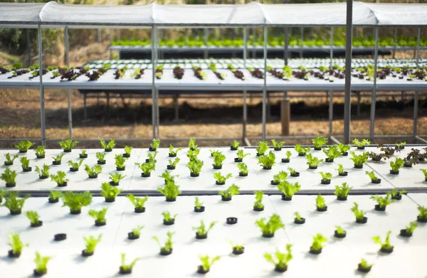 Exploração hortícola hidropônica — Fotografia de Stock