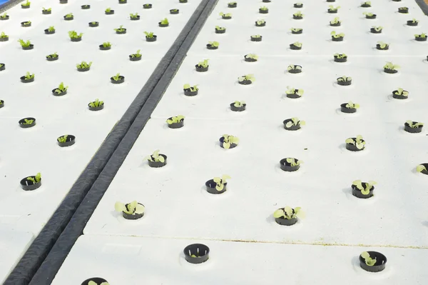 Hydroponic vegetable farm — Stock Photo, Image