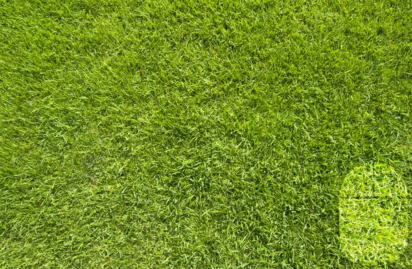 녹색 잔디 배경에 마우스 아이콘 — 스톡 사진