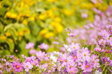 Cosmos çiçek ve bokeh arka plan