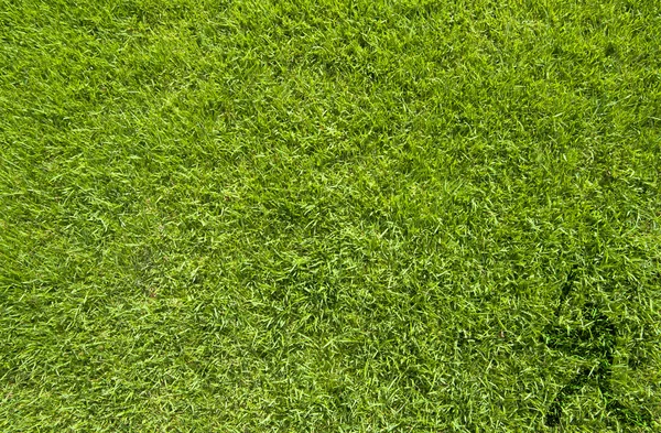 Sport Honkbal op groen gras textuur en achtergrond — Stockfoto