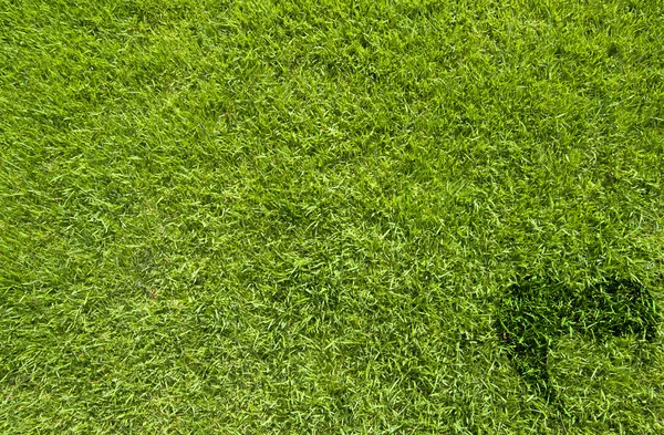 Heart icon on green grass background Stock Picture