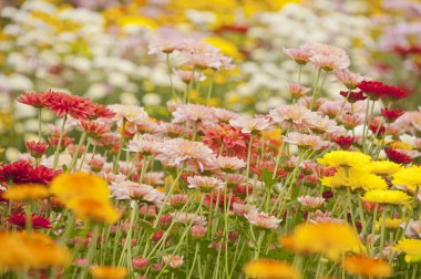 kasımpatı çiçekleri