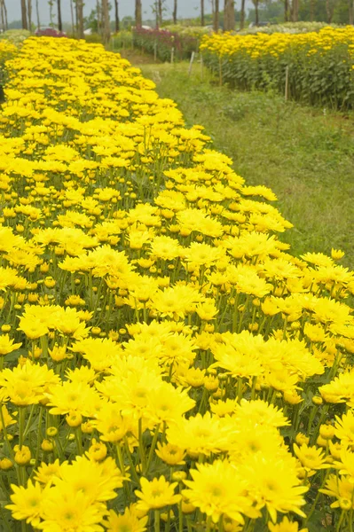 菊の花 — ストック写真