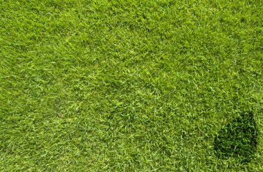 Yeşil çimenlerin üzerinde kalp simgesi olan yaprak