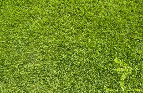 Ícone de esqui na textura de grama verde e fundo — Fotografia de Stock