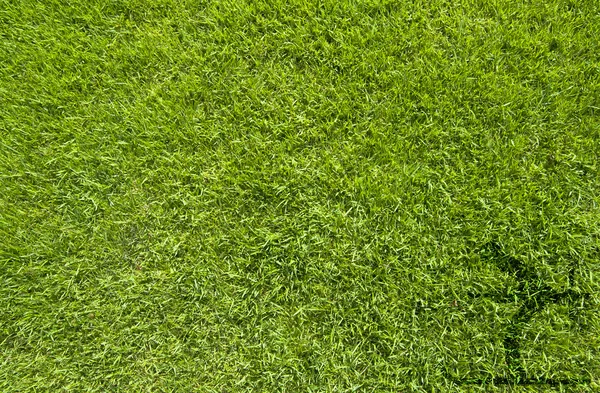 Значок лыжи на зеленой текстуре травы и фоне Лицензионные Стоковые Изображения