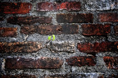 ağaç üzerinde tuğla duvar