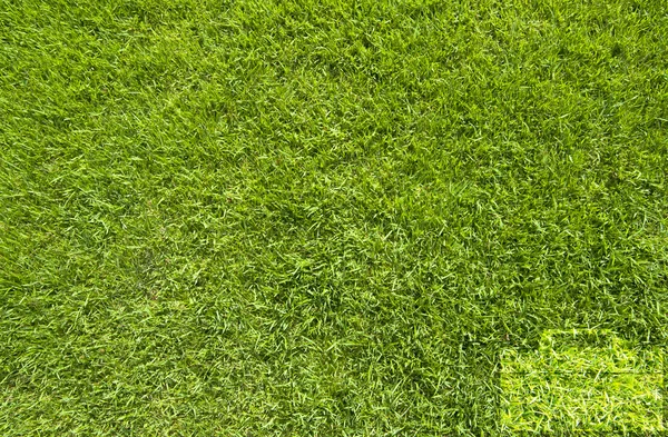 緑の草のテクスチャと背景バッグ アイコン — ストック写真