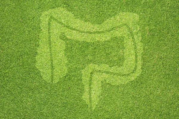 Icono del intestino sobre hierba verde textura y fondo —  Fotos de Stock