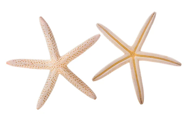 海の星 — ストック写真
