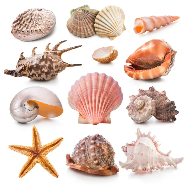 Colección Seashell — Foto de Stock