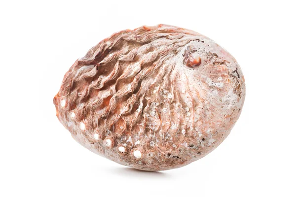 Sea shell — Stockfoto