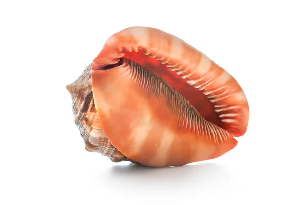 Sea shell — Stock fotografie