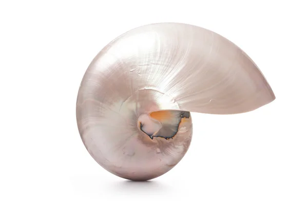 Guscio di perla di un Nautilus pompilius — Foto Stock