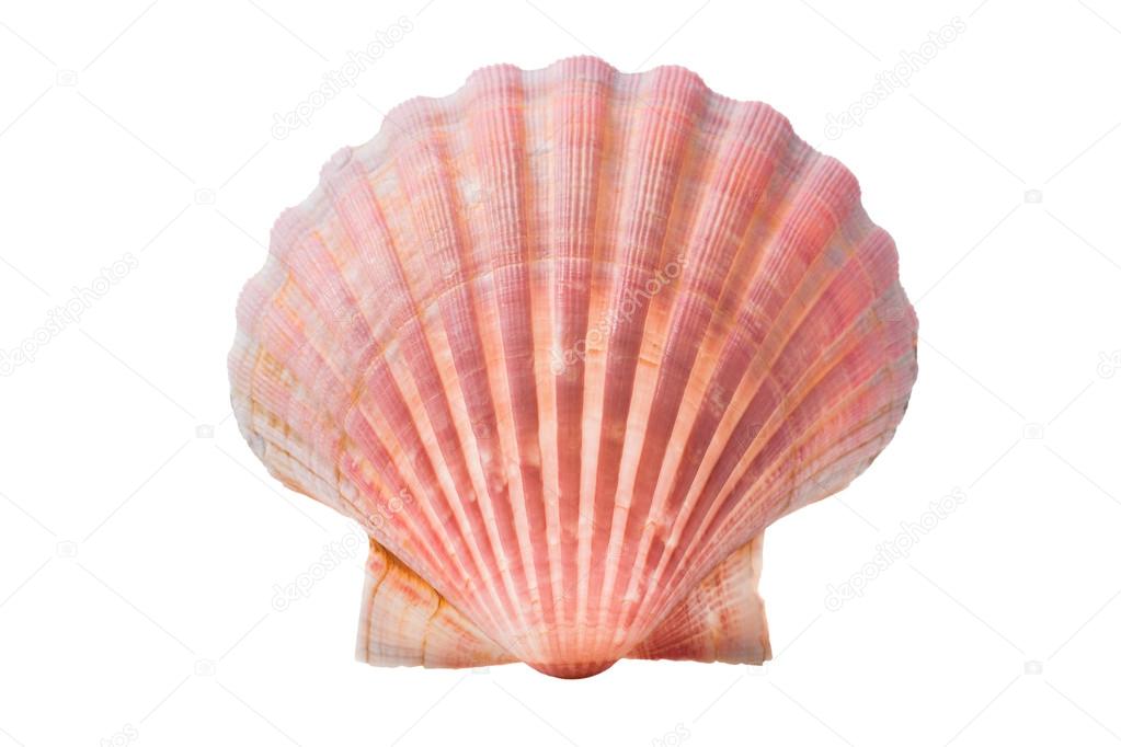 Scallops shell — Stock Photo © alexraths 13359052