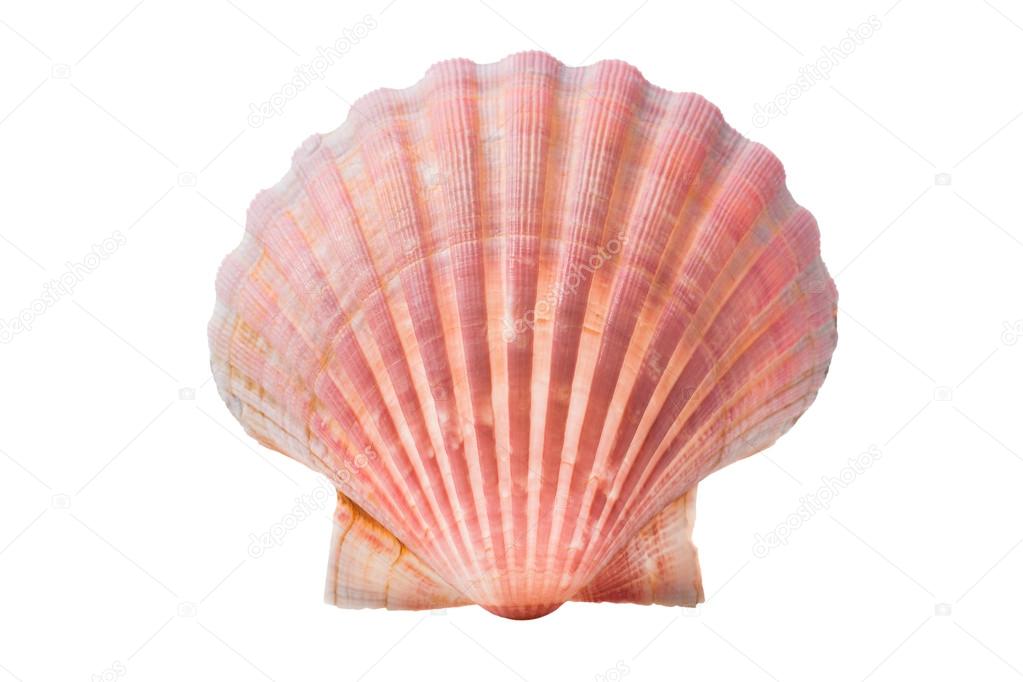 Scallops shell