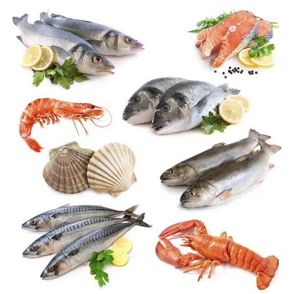 Fischsammlung — Stockfoto