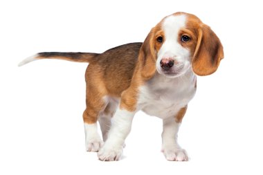 Dachshund Köpek yavrusu, Vestfalya dachsbracke