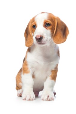 Dachshund Köpek yavrusu, Vestfalya dachsbracke