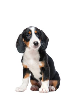 Dachshund Köpek yavrusu, Vestfalya dachsbracke