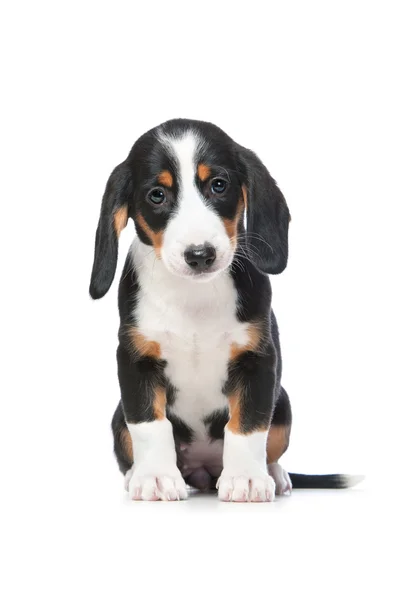 Dachshund puppy, Westphalian Dachsbracke — Stock Photo, Image