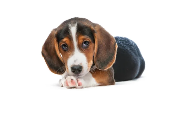 Cachorrinho de Dachshund, Westphalian Dachsbracke — Fotografia de Stock