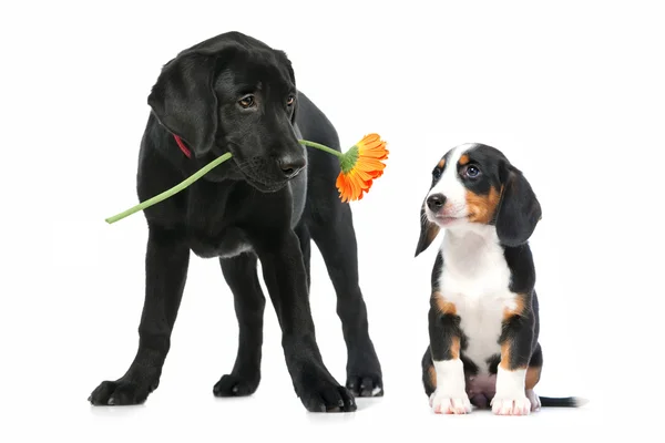 Two puppies in love — Stock Photo, Image