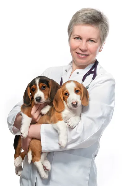 Vet segurando um par de cachorros bonitos — Fotografia de Stock